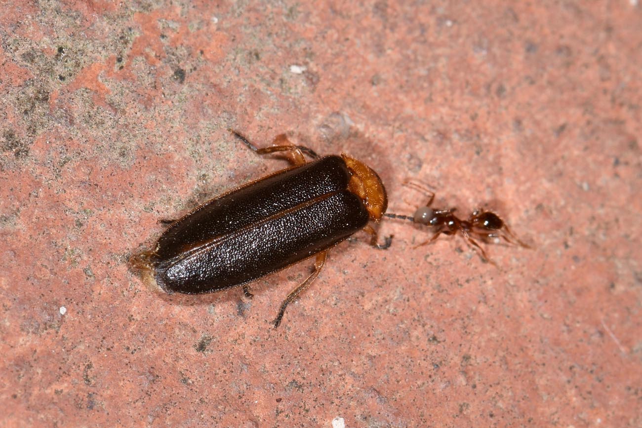 Luciola lusitanica:  Tentativo di traino.